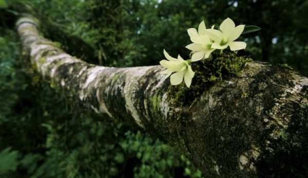 como-cultivar-orquideas-sobre-los-arboles-03