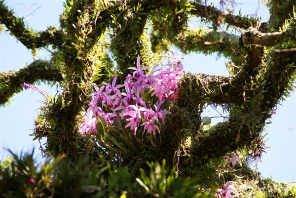 como-cultivar-orquideas-sobre-los-arboles-04