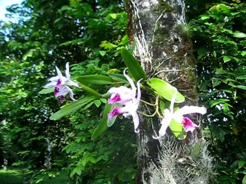 como-cultivar-orquideas-sobre-los-arboles-05