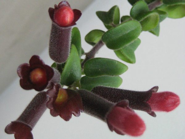 conoce-la-aeschynanthus-radicans-02