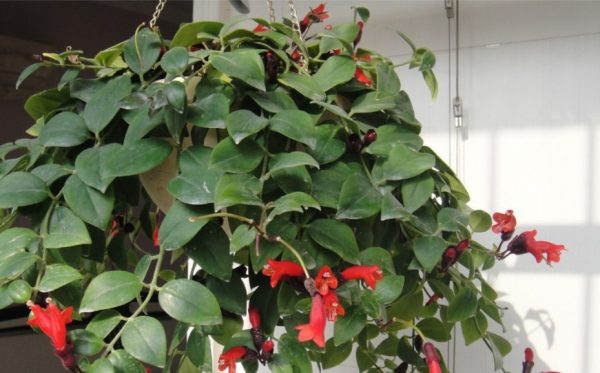 conoce-la-aeschynanthus-radicans-03