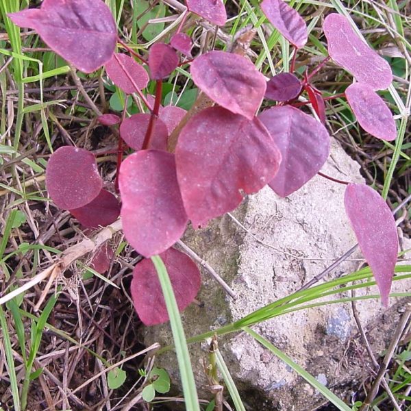 cultivo-del-trompillo-o-lechero-rojo-02