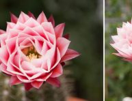 imagen Cultivo y floración de cactus y suculentas