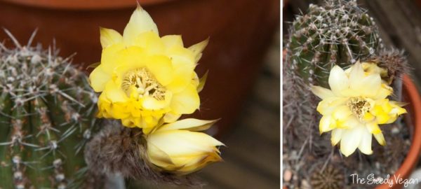 cultivo-y-floracion-de-cactus-y-suculentas-02