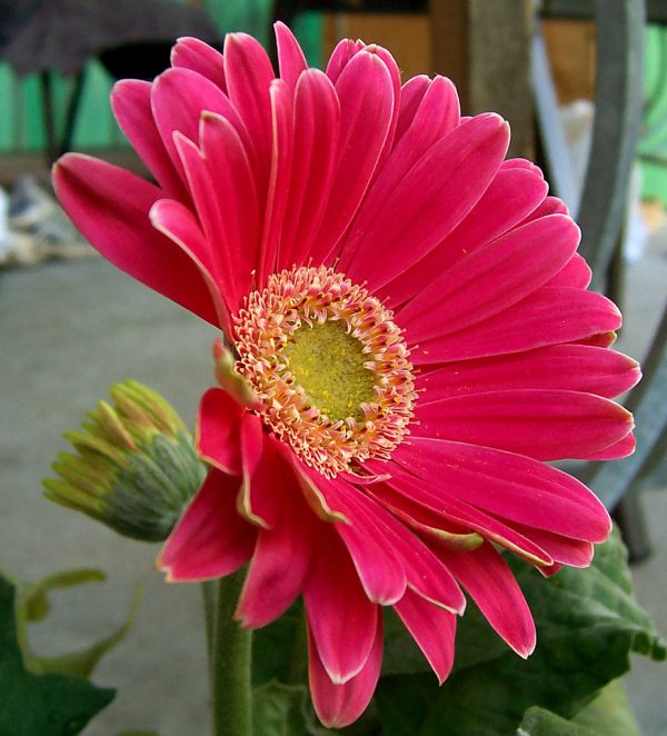 el-cultivo-de-la-gerbera-02