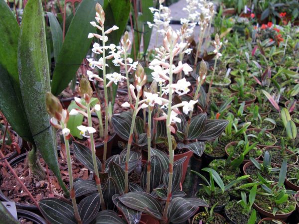 La orquídea ludisia discolor