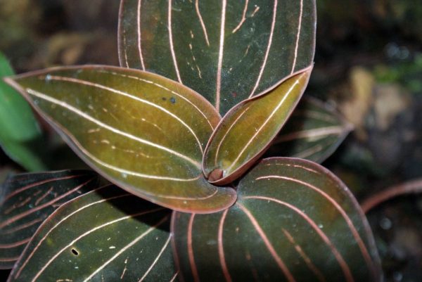 La orquídea ludisia discolor