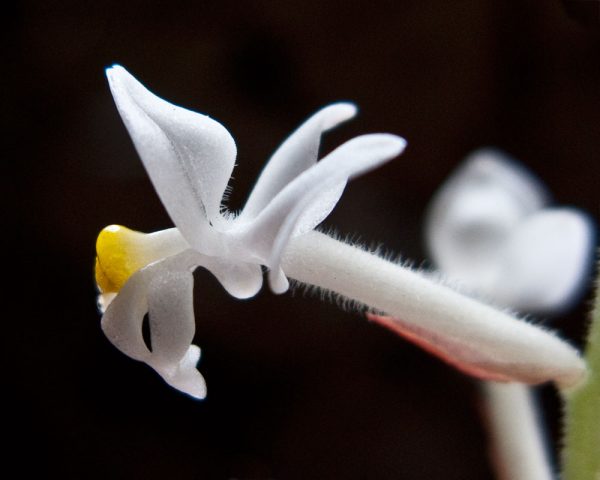 La orquídea ludisia discolor