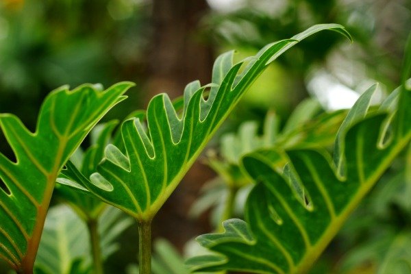 las-plantas-que-crecen-bien-en-habitaciones-oscuras-09