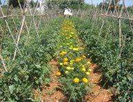 imagen La alelopatía y las interacciones entre las plantas