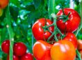 imagen Algunos sencillos trucos de jardinería