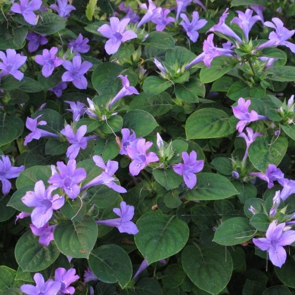 caracteristicas-y-cultivo-de-la-barleria-cristata-02