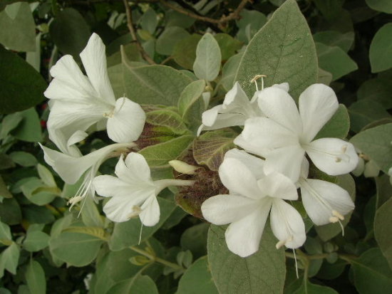 caracteristicas-y-cultivo-de-la-barleria-cristata-03