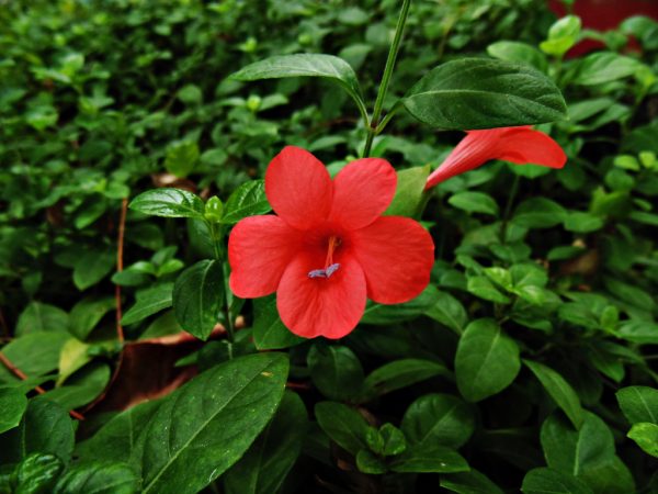 caracteristicas-y-cultivo-de-la-barleria-cristata-04