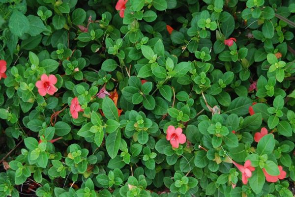 caracteristicas-y-cultivo-de-la-barleria-cristata-05