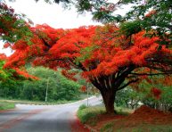 imagen Conoce el flamboyán o árbol de la llama