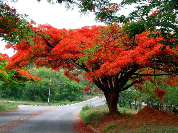 conoce-el-flamboyan-o-arbol-de-la-llama-01