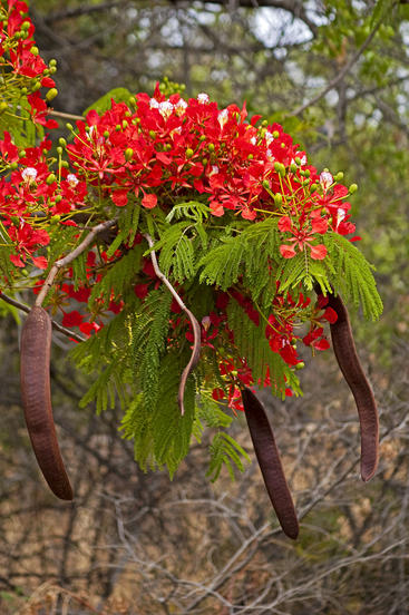 conoce-el-flamboyan-o-arbol-de-la-llama-03