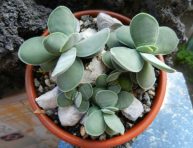 imagen Conoce la Crassula cotyledonis