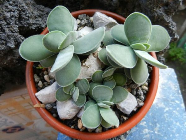 conoce-la-crassula-cotyledonis-01