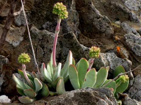 conoce-la-crassula-cotyledonis-02