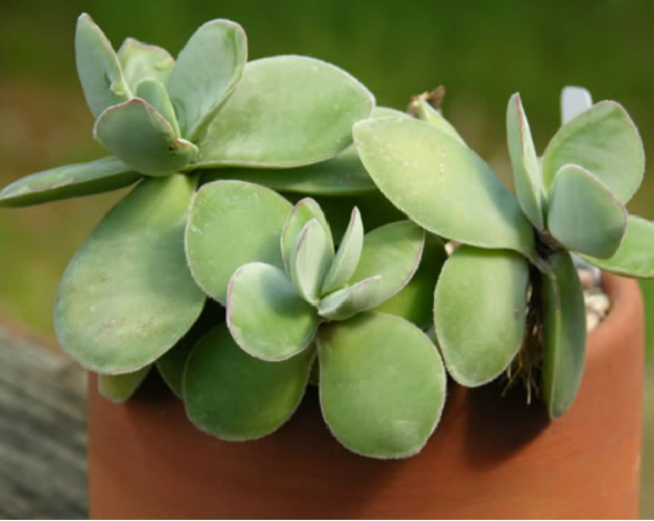 conoce-la-crassula-cotyledonis-03