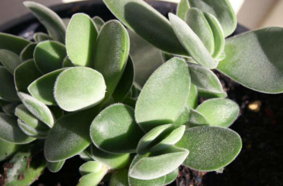 conoce-la-crassula-cotyledonis-04