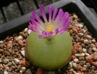 imagen Conophytum burgeri: Una exótica suculenta