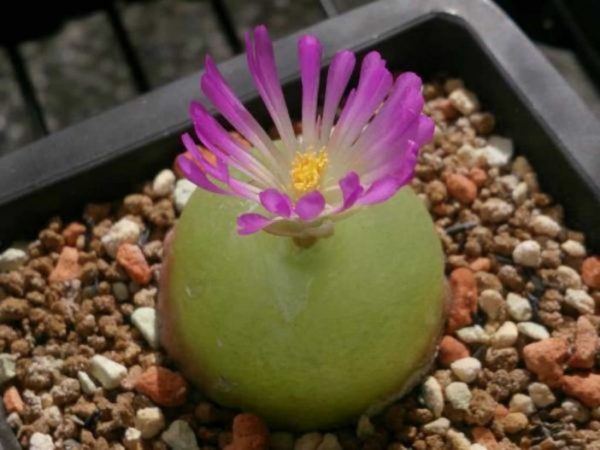 conophytum-burgeri-una-exotica-suculenta-01