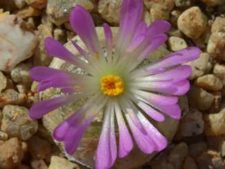 conophytum-burgeri-una-exotica-suculenta-03