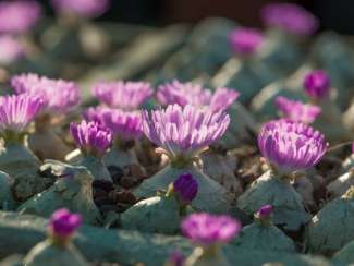 conophytum-burgeri-una-exotica-suculenta-04