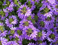 imagen Cultivo de la escaevola o flor de abanico