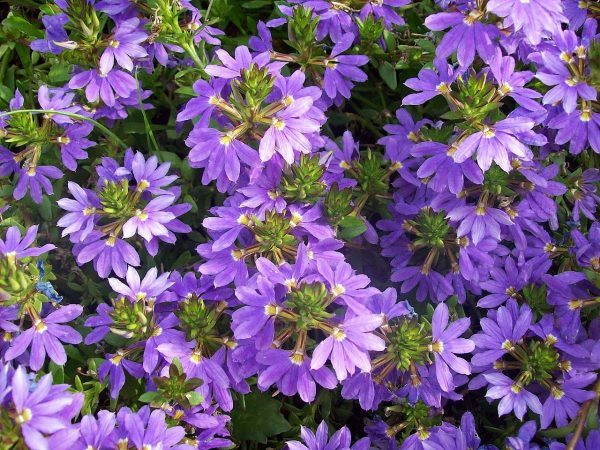 Scaevola aemula / Fächerblume