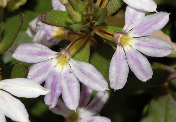 cultivo-de-la-escaevola-o-flor-de-abanico-02