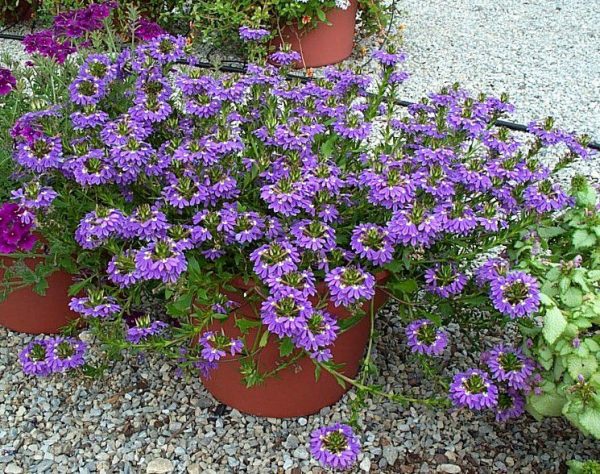 cultivo-de-la-escaevola-o-flor-de-abanico-03