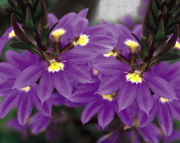 cultivo-de-la-escaevola-o-flor-de-abanico-04