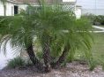 imagen El cultivo de la palmera fénix enana