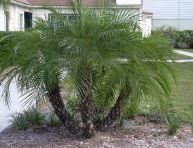 imagen El cultivo de la palmera fénix enana