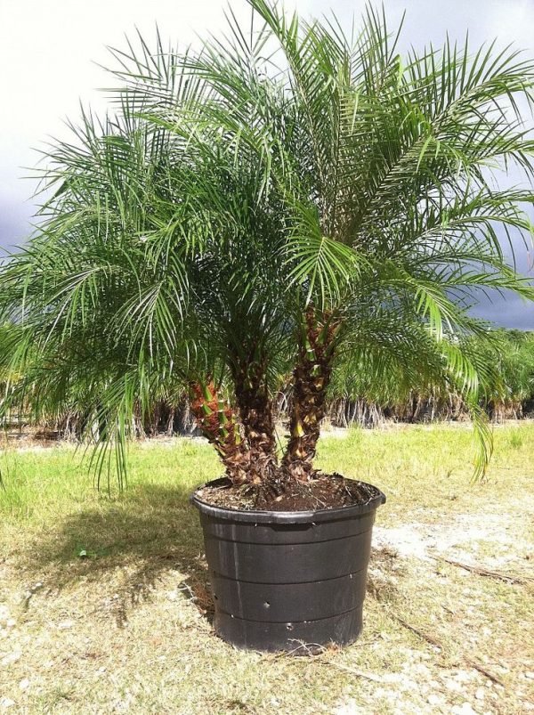 el-cultivo-de-la-palmera-enana-02