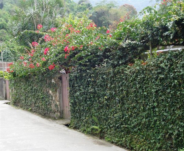 plantas-que-reducen-el-calor-de-las-paredes-01