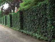 imagen Plantas que reducen el calor de las paredes