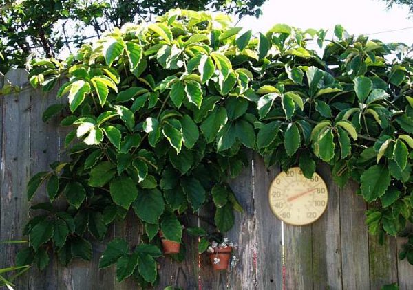 plantas-que-reducen-el-calor-de-las-paredes-06