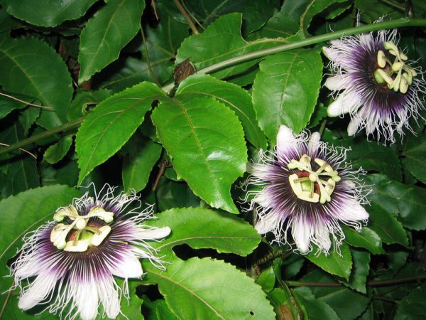 plantas-que-reducen-el-calor-de-las-paredes-07