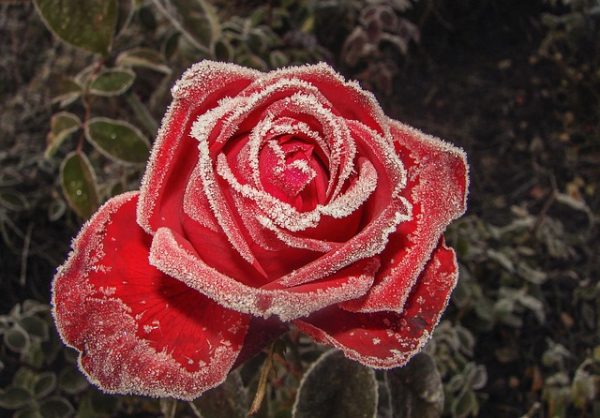 por-que-se-ponen-negros-los-petalos-de-las-rosas-02