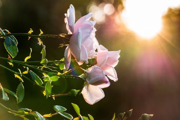 por-que-se-ponen-negros-los-petalos-de-las-rosas-03