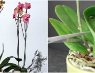 imagen Corte de la vara floral en las orquídeas