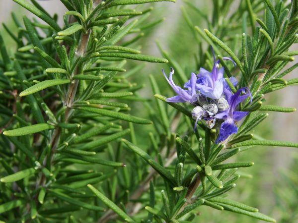 caracteristicas-y-cultivo-del-romero-01