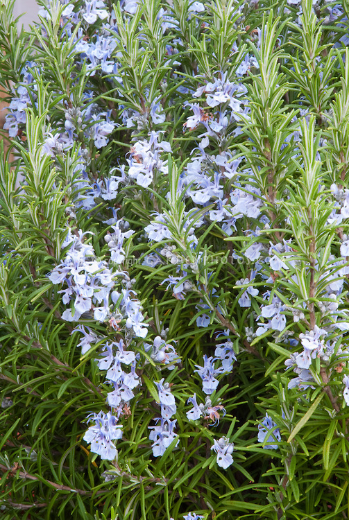 Rosemary Blue Spires essential oil herb Rosmarinus officinalis in bloom
