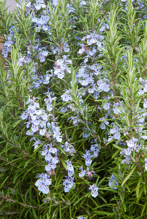 Rosemary Blue Spires essential oil herb Rosmarinus officinalis in bloom