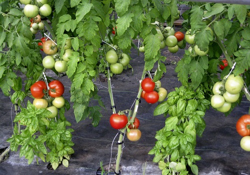 como-injertar-tomateras-01